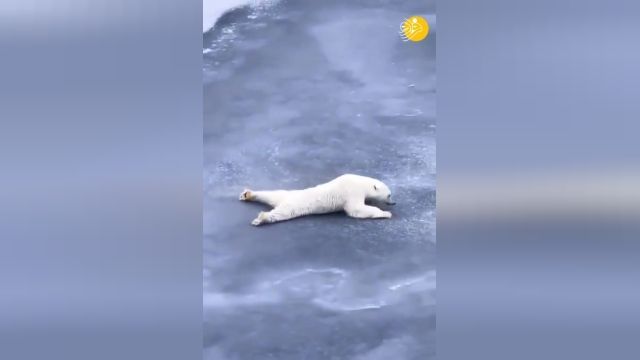 ویدئویی جالب از خزیدن خرس قطبی روی آب یخ زده | ویدیو 