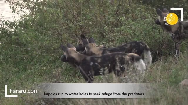 فیلم حمله سگ وحشی برای شکار ایمپالا که خودش شکار ایب آبی 