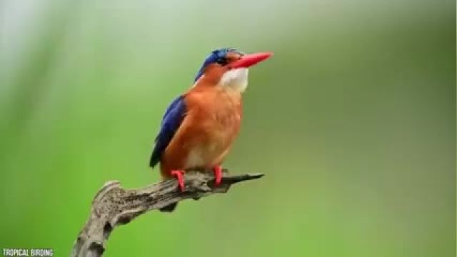 15 تا از منحصر به فرد ترین پرندگان در جهان !