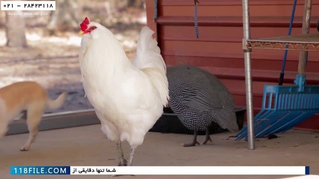 آموزش پرورش مرغ محلی-آموزش پرورش مرغ تخمگذار صنعتی-مقدار غذای لازم مرغ ها