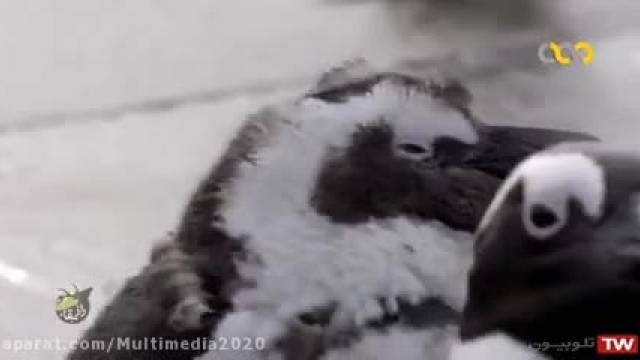 کلیپ حیرت انگیز راز بقا درباره پنگوئن ها در جزیره پرنده ها !