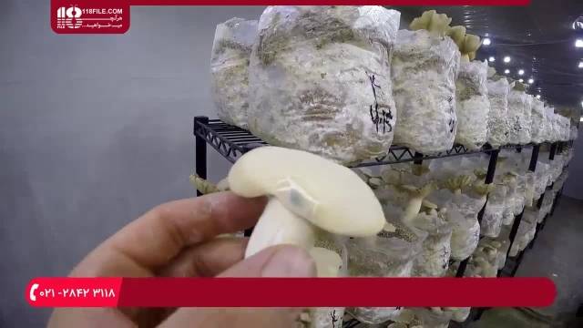 پرورش قارچ دکمه ای|پرورش قارچ : پرورش قارچ در فضای بسته 