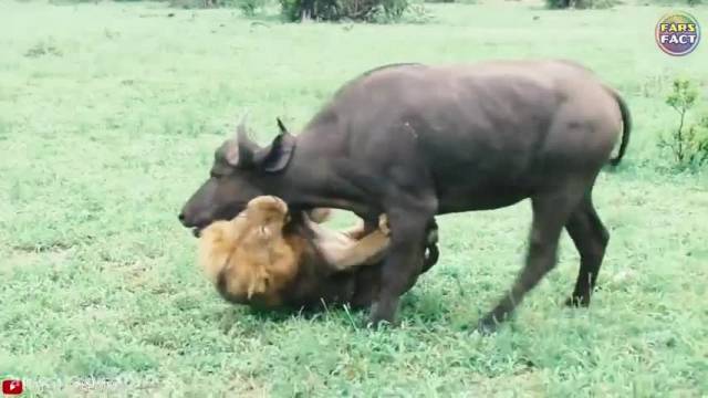 دانلود ویدیو ای از حیوانات شکارچی ای که شکست خوردند!