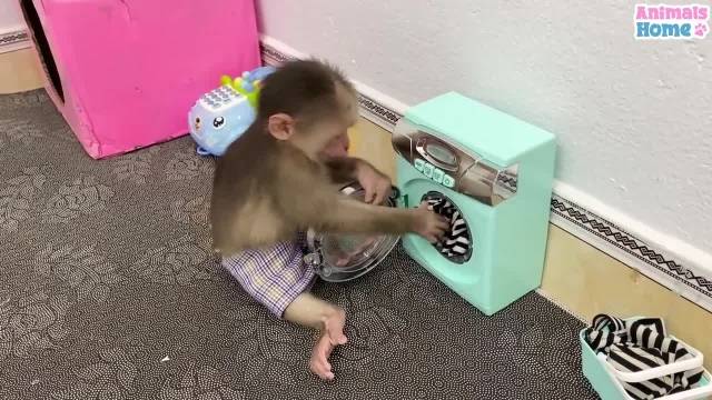 بچه میمون بامزه و دوست داشتنی