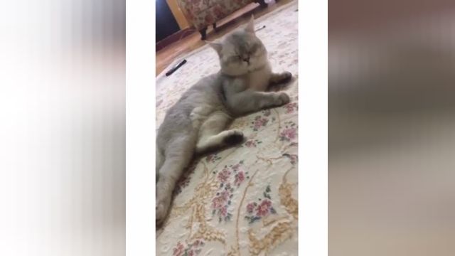 خریو و فروش بچه گربه اسکاتیش پرشین و بریتیش کت ایران 