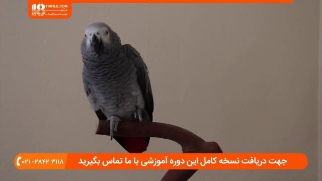 آموزش تربیت طوطی - حرف زدن طوطی،ویدیو چهارم