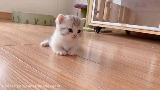 کلیپ زیبای گربه های کوچک 