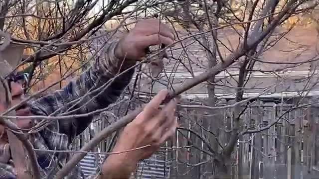 آموزش باغبانی - روش هرس و فرم دهی درخت 3 ساله خرمالو !