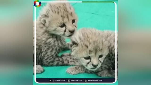 اولین باغ وحش ایران | ویدیو 