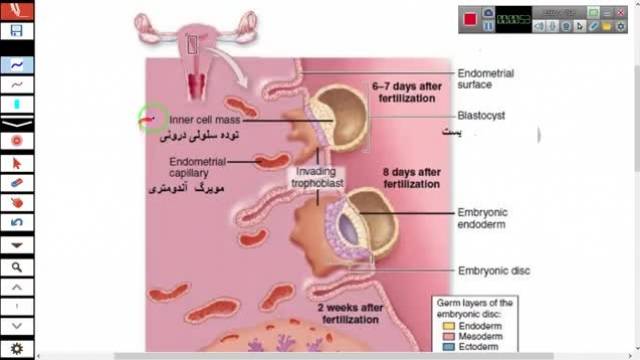 فیلم تدریس جایگذاری جنین در رحم-زیست یازدهم-مهدی محمد حسین زاده