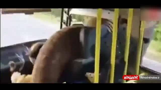 ویدیو عجیب از زورگیری فیل گرسنه از راننده‌ها در جاده جنگلی!