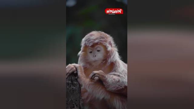 آبنوس لانگور: زیباترین میمون جهان | ویدیو 