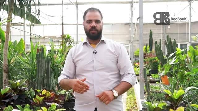 آموزش روش از بین بردن آفت گیاهان !