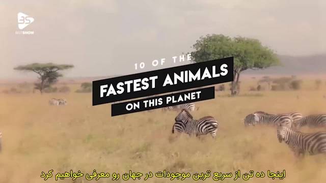 10 تا از سریع‌ ترین های دنیای حیوانات + سرعت آنها
