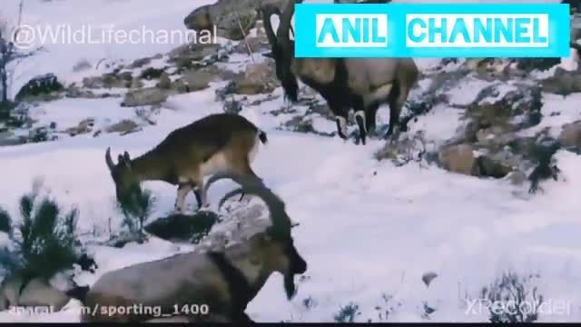 دانلود ویدیو ای از حیات وحش ایران