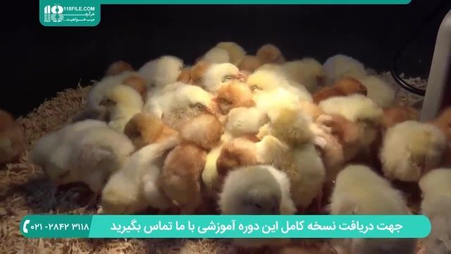  آموزش پرورش مرغ بومی + غربالگری تخم های نطفه دار