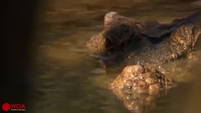 کلیپ جنگ حیوانات ، صبر تمساح ها برای پلنگ آنسوی رودخانه !