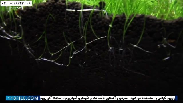 آموزش ساخت اکواریوم گیاهی در ایران-اتاق نگهداری مرجان دریایی