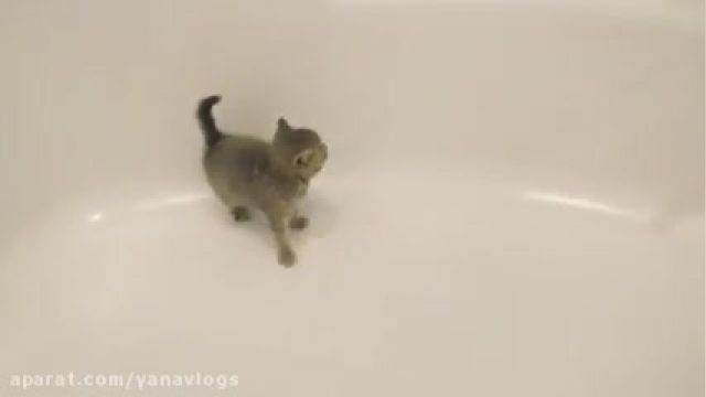 بچه گربه داخل وان حمام