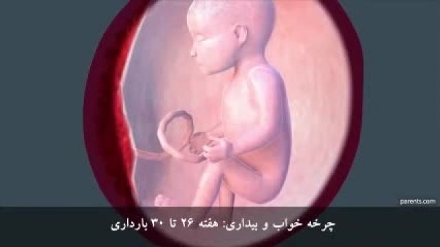 هفته بیست و ششم تا سی ام بارداری چه اتفاقی برای کودک میوفتند 