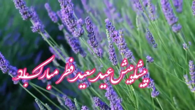کلیپ تبریک عید سعید فطر || استوری پیشاپیش عید فطر مبارک باد