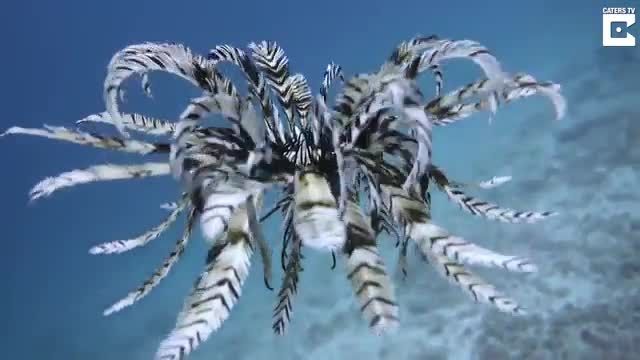 دانلود ویدیو ای از ستاره دریایی نادر در حال شنا کردن