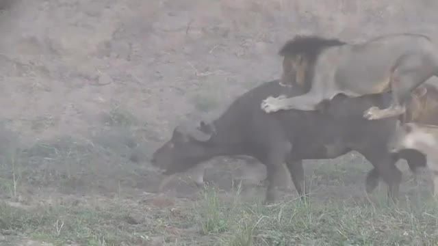 کفتار شجاع جرات حمله به شیر دیوانه را دارد !