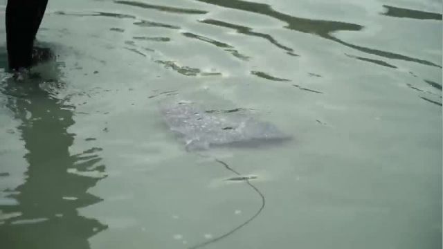 دانلود ویدیو ای از زایمان سفره ماهی عقابی