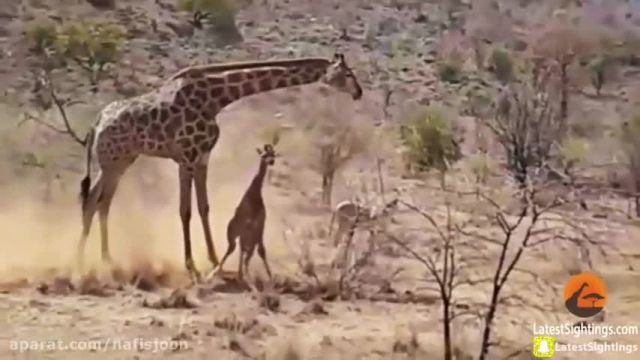 شکار بچه زرافه توسط گله شیرها و تلاش مادر برای نجات دادن کودک خود