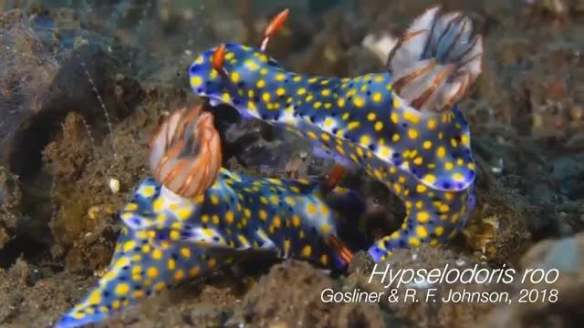 کلیپ بسیار شگفت انگیز از موجودات زیبای دریایی !