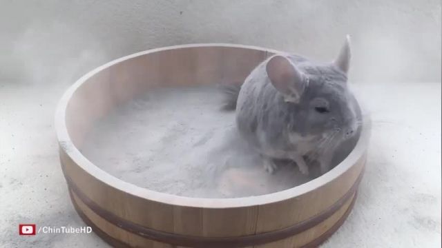 دانلود ویدیو ای از حمام کردن چینچیلا