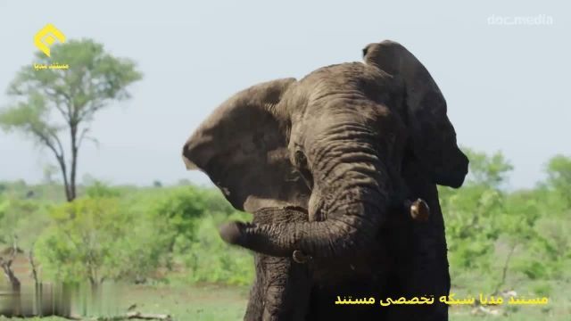 مستند مدیا-تصاویری حیرت آور از حیوانات آفریقا HD