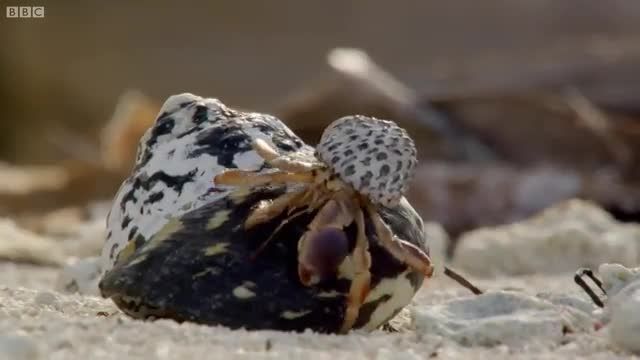 دانلود ویدیو ای از نحوه تعویض صدف خرچنگ های هرمیت