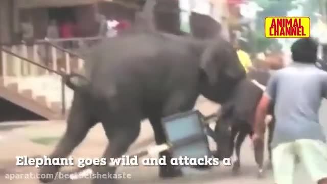 حمله فیل ها به انسان ها که بسیار وحشتناک است