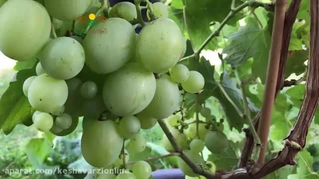آموزش روش درشت کردن و افزایش کیفیت انگور