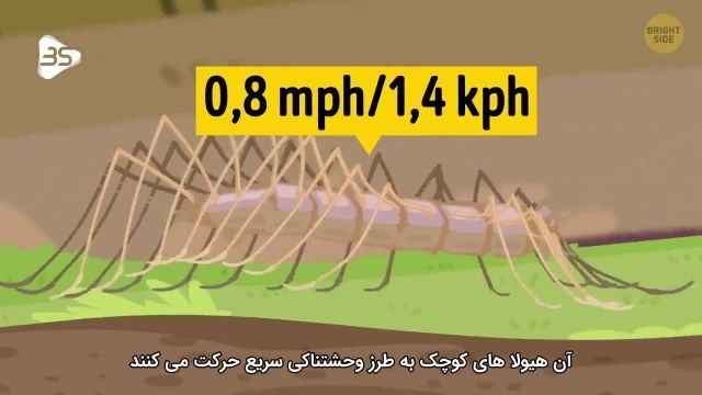 معرفی سریع ترین موجودات زنده در جهان