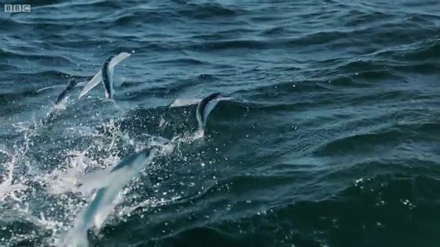 دانلود ویدیو ای از فرار ماهی های پرنده از شکارچیان هوایی و دریایی