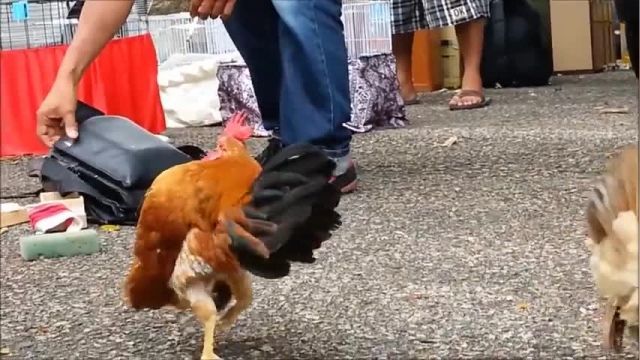 دانلود ویدیو ای از با کوچکترین و عجیب ترین نژاد مرغ دنیا آشنا شوید serama