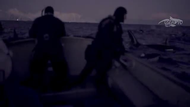 دانلود ویدیو ای از وقتی 300 نهنگ قاتل در یکجا جمع می شوند