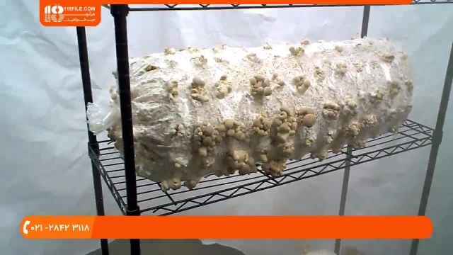 پرورش قارچ دکمه ای|پرورش قارچ : بهترین زمان کشت قارچ در خانه 