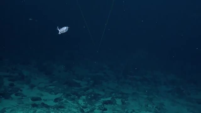 دانلود ویدیو ای از کشف موجود جدید Piglet Squid