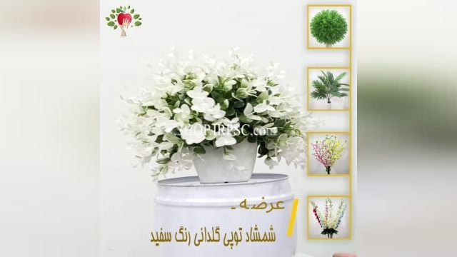 لیست شمشاد توپی گلدانی رنگ سفید | فروشگاه ملی