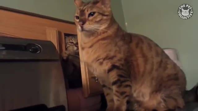 دانلود ویدیو ای از گربه های خطرناک