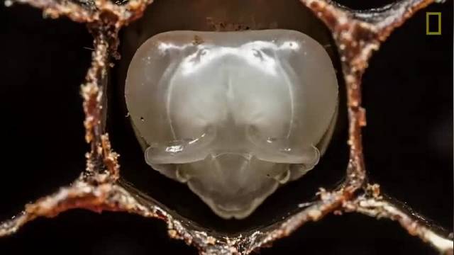 دانلود ویدیو ای از تایم لپس زیبای روند رشد زنبور عسل