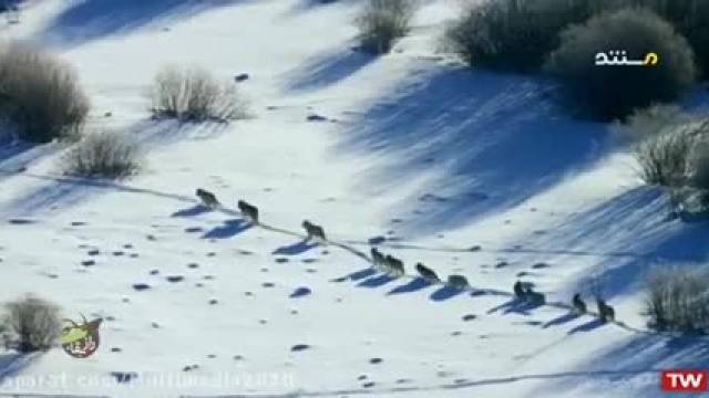 کلیپ هیجان انگیز راز بقا و حیات وحش ، زمستان دشت های شمال آمریکا !
