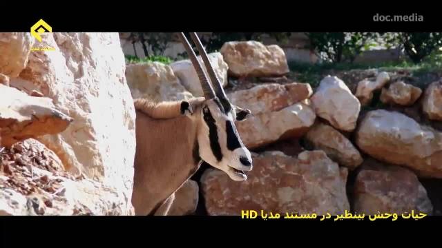 حیات وحش بینظیر و متفاوت-شبکه مستند مدیا HD در ماهواره هارتبرد و یاهست 