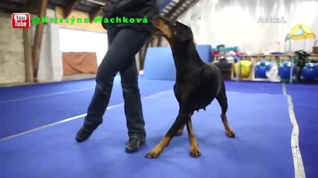 10 تا از برترین و تربیت شده ترین سگ ها در دنیا !