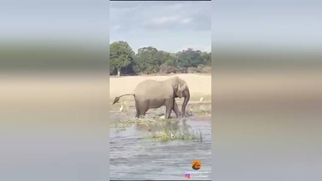 حیات وحش | فیل خشمگین تمساح را کشت 