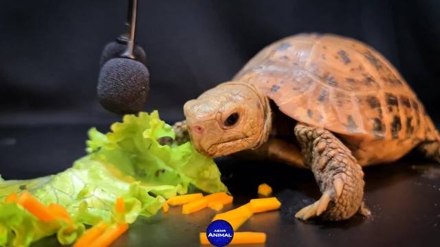 کاهو خوردن لاکپشت - اسمر حیوانات