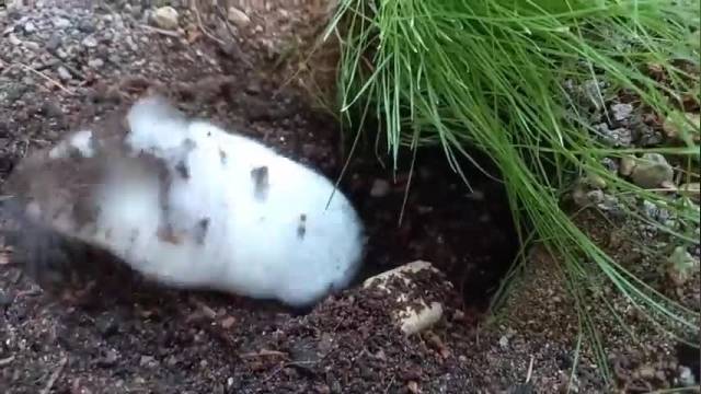 دانلود ویدیو ای از ساخت محیط زندگی طبیعی برای همستر